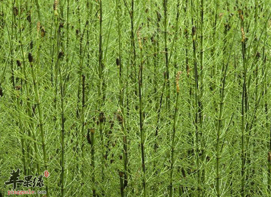 木贼煎汤服用可以治疗痔疮