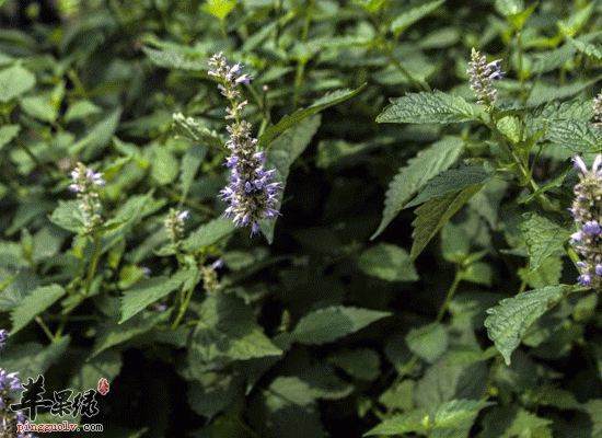 藿香的配伍 藿香和青蒿等药材煎制治皮炎