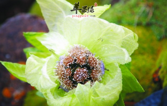 三道天山雪莲的保健食谱推荐