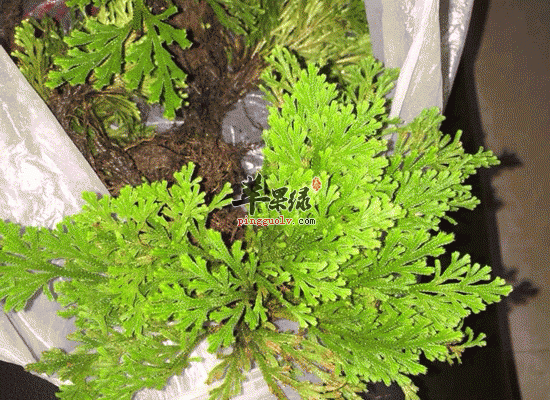 卷柏煎制可以治疗月经不调