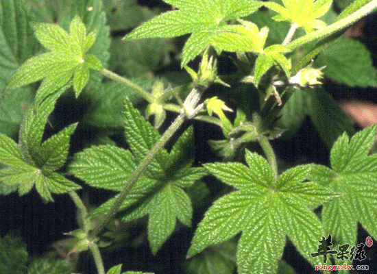 葎草的复方 葎草浸药服用治疟疾