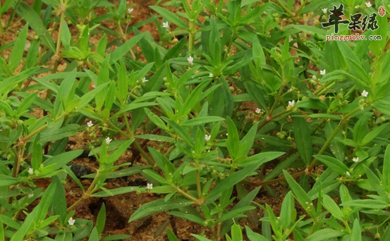 白花蛇舌草可以用于治疗哪些病症呢