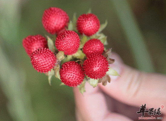蛇莓的功效 蛇莓可以消肿治疗腹痛