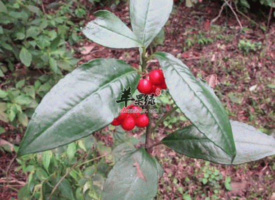 血党功效与作用 血党煎汤可以调经