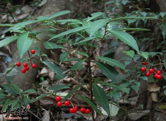 血党功效与作用 血党煎汤可以调经