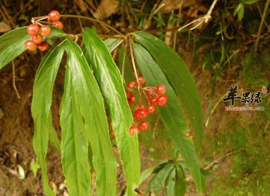 血党功效与作用 血党煎汤可以调经