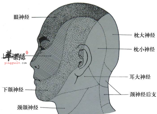 白领患有三叉神经痛如何饮食护理