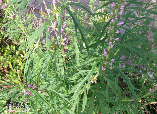 停经服用益母草活血通经效果好