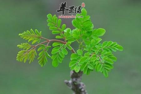 孕妇能吃辣木叶吗 小心服用注意事项
