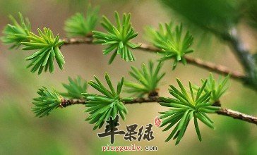 为大家揭秘松针的药用价值