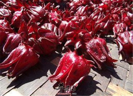 玫瑰茄的功效与作用_玫瑰茄的功效与作用及禁忌_玫瑰茄的功效与作用图片