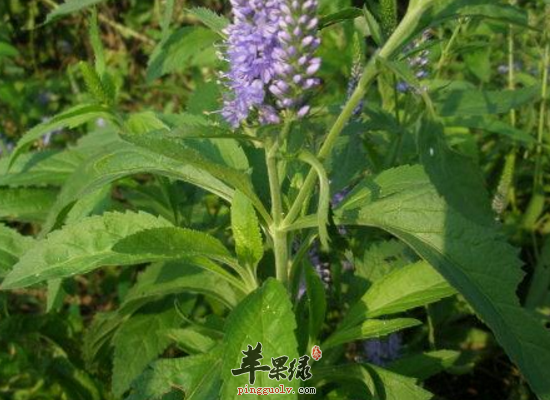冬季咳嗽用水蔓青化痰止咳