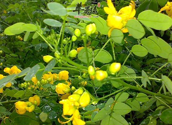 价值山 扁豆是一种豆科植物山扁豆的全株,山扁豆具有哪些功效和作用?