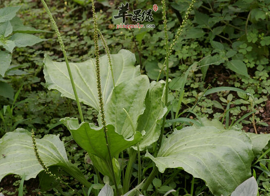 孩子鼻出血用鼻血草效果好吗