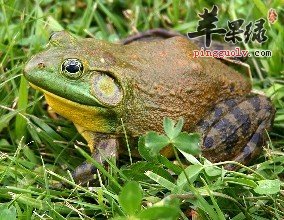 蘋果綠 食材大全 營養價值牛蛙有滋補 解毒地功效,消化功能差或胃酸過