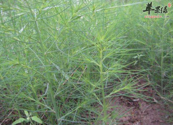 冬季肠燥便秘可用猪毛菜代茶饮