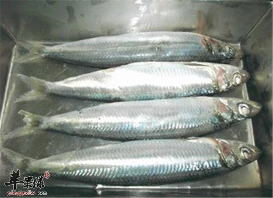 沙丁鱼的营养和保健功效