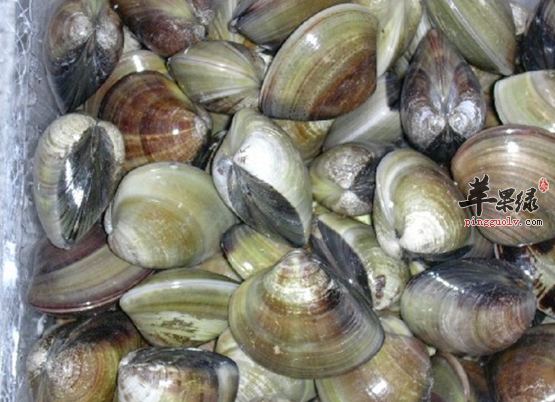苹果绿 食材大全 营养价值3,海蛤壳配海藻:海藻功
