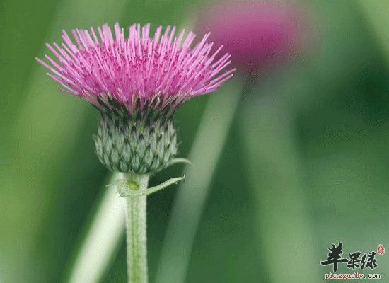 大蓟煎服治疗荨麻疹功效介绍