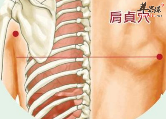 肩贞穴的取穴技巧与解剖介绍