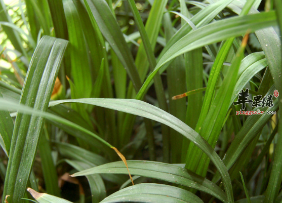 吉祥草的治病偏方具体介绍