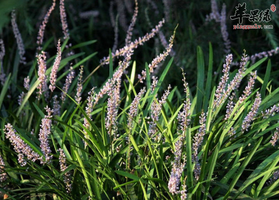 吉祥草的治病偏方具体介绍