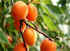 杏子的功效 可以减肥平喘美容降脂