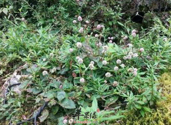 石莽草的治病药膳方搜罗