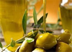 橄欖油的好處 促進循環保護皮膚