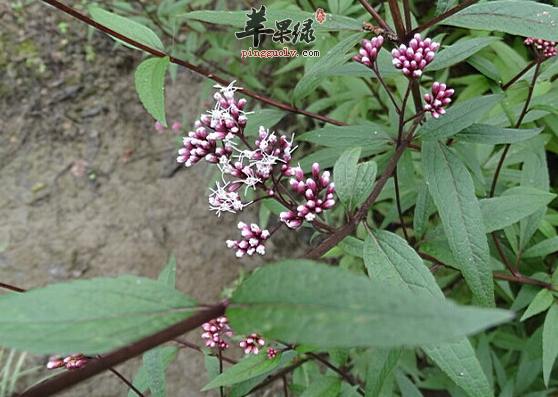 鸡骨香真实图片 全株图片