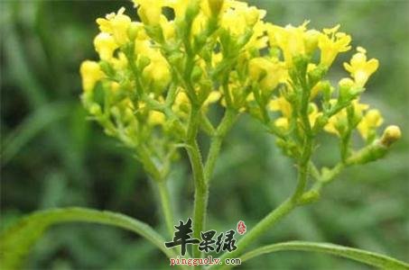 墓头回很神奇 帮你了解功效