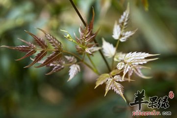 藤茶的五大保健功效和好处