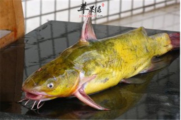 黄颡鱼的食疗功效和适宜人群