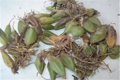 石橄榄的治病偏方和食用方法