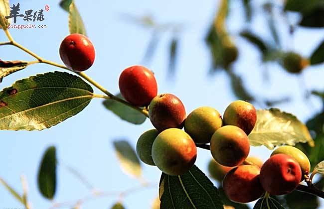 多吃酸枣和猕猴桃补充维生素E