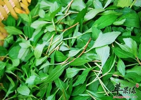马兰头营养丰富 孕妇朋友能吃吗