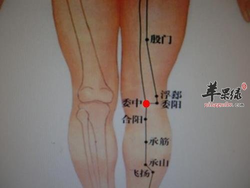 委中穴缓解腰部疾病防性欲下降