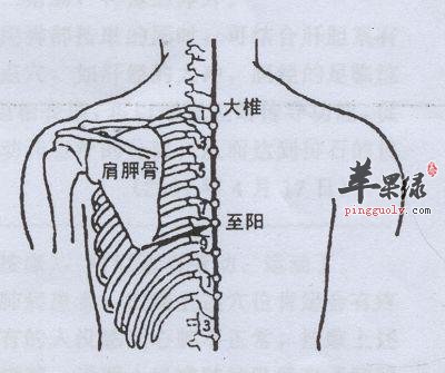 按摩至阳穴治疗心绞痛