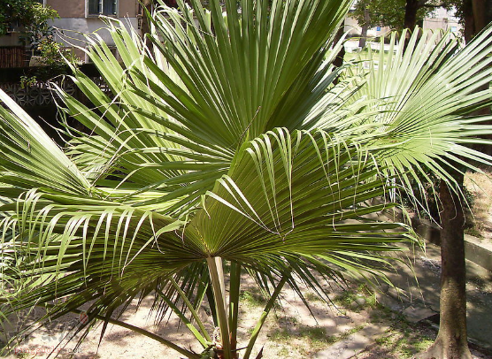 棕榈的产地分布与功用介绍
