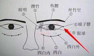 按揉瞳子髎促进眼部的健康