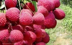 常见饮食也能壮腰膝 荔枝和枸杞子效果好
