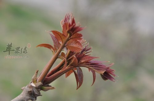 春季需要多吃蔬菜 少不了香椿和荠菜