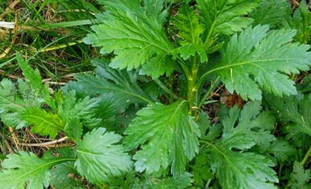 菊花脑不能和什么一起吃-菊花脑同食禁忌-哪些人不宜吃菊花脑-食物