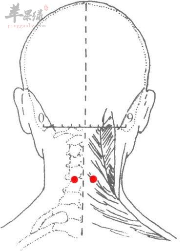 颈百劳的准确位置图的图片