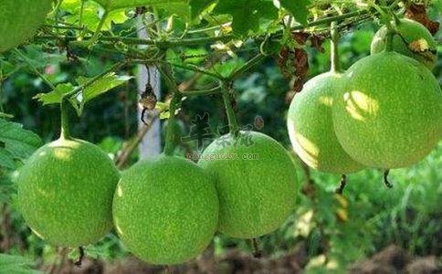 服用瓜蒌需要小心的副作用