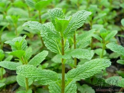 春季必吃的食物 这些野菜要多吃