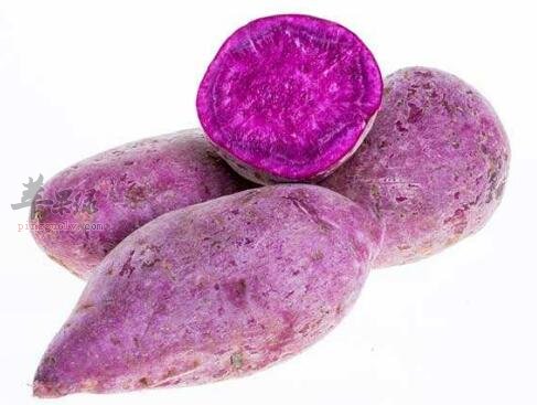 紫薯不能和什么一起吃 紫薯同食禁忌 哪些人不宜吃紫薯 食物相克 苹果绿