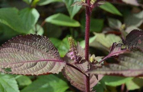 帮你更好的去了解紫苏