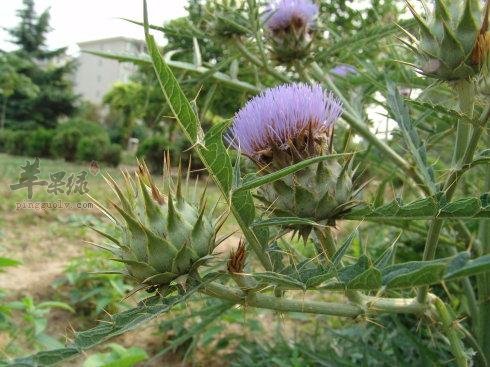 小薊刺藥用價值強 能幫助治病