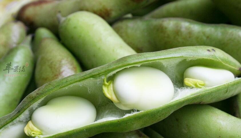 豌豆头营养价值图片